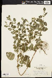 Melissa officinalis image