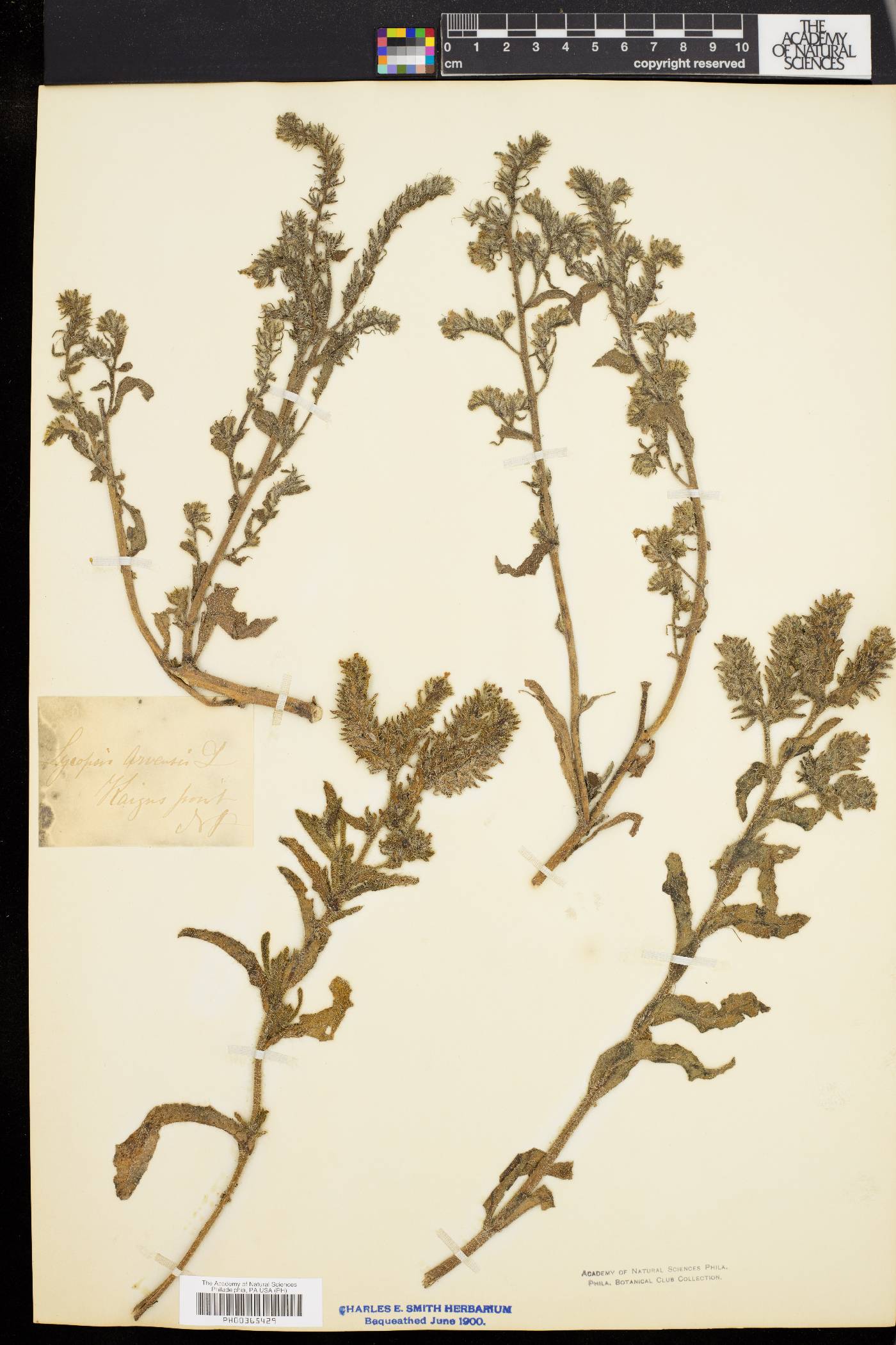 Lycopsis image