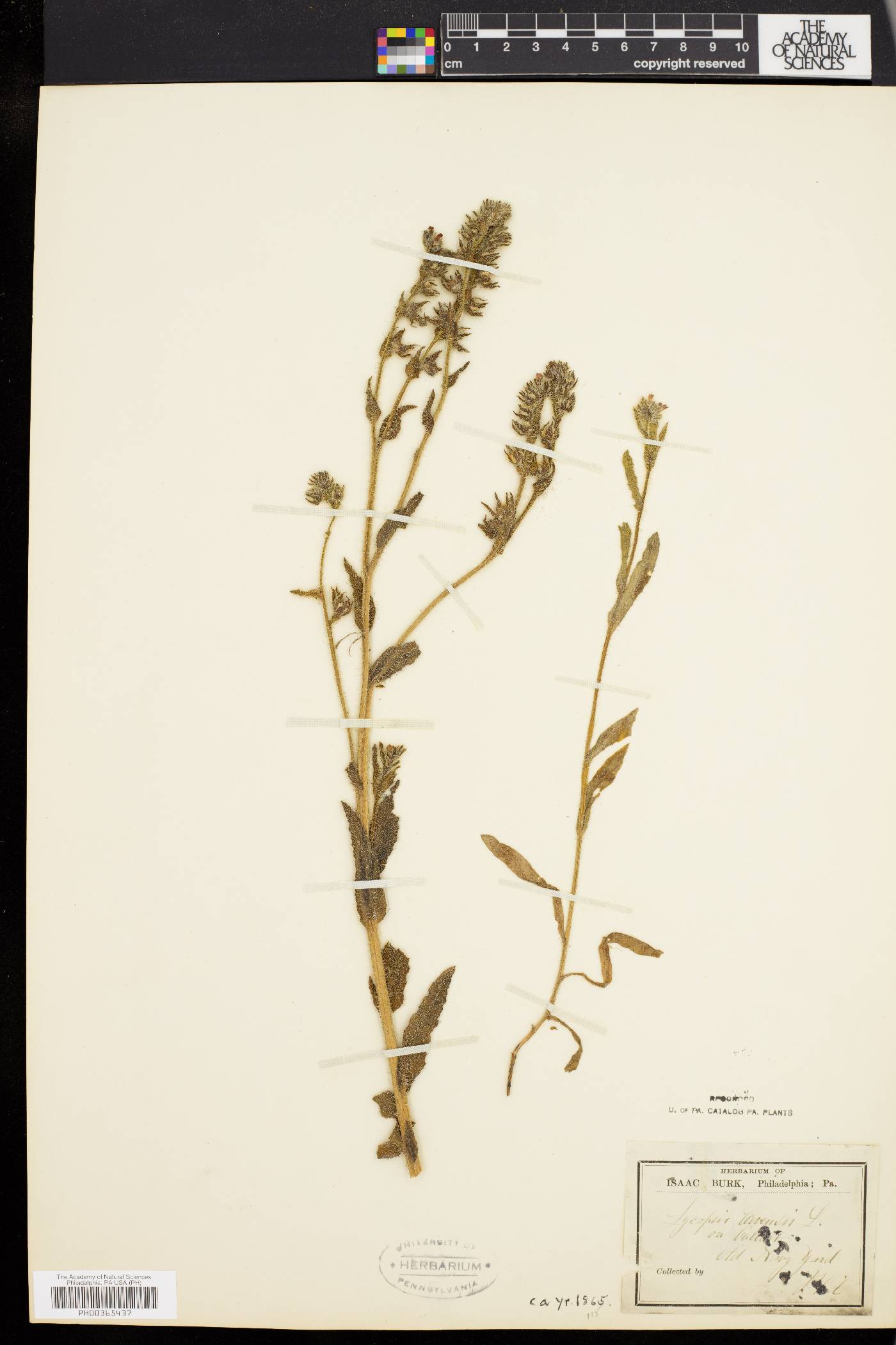 Lycopsis arvensis image