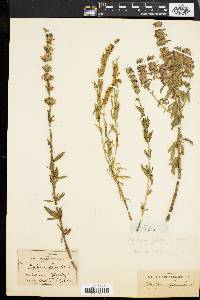 Hyssopus officinalis image