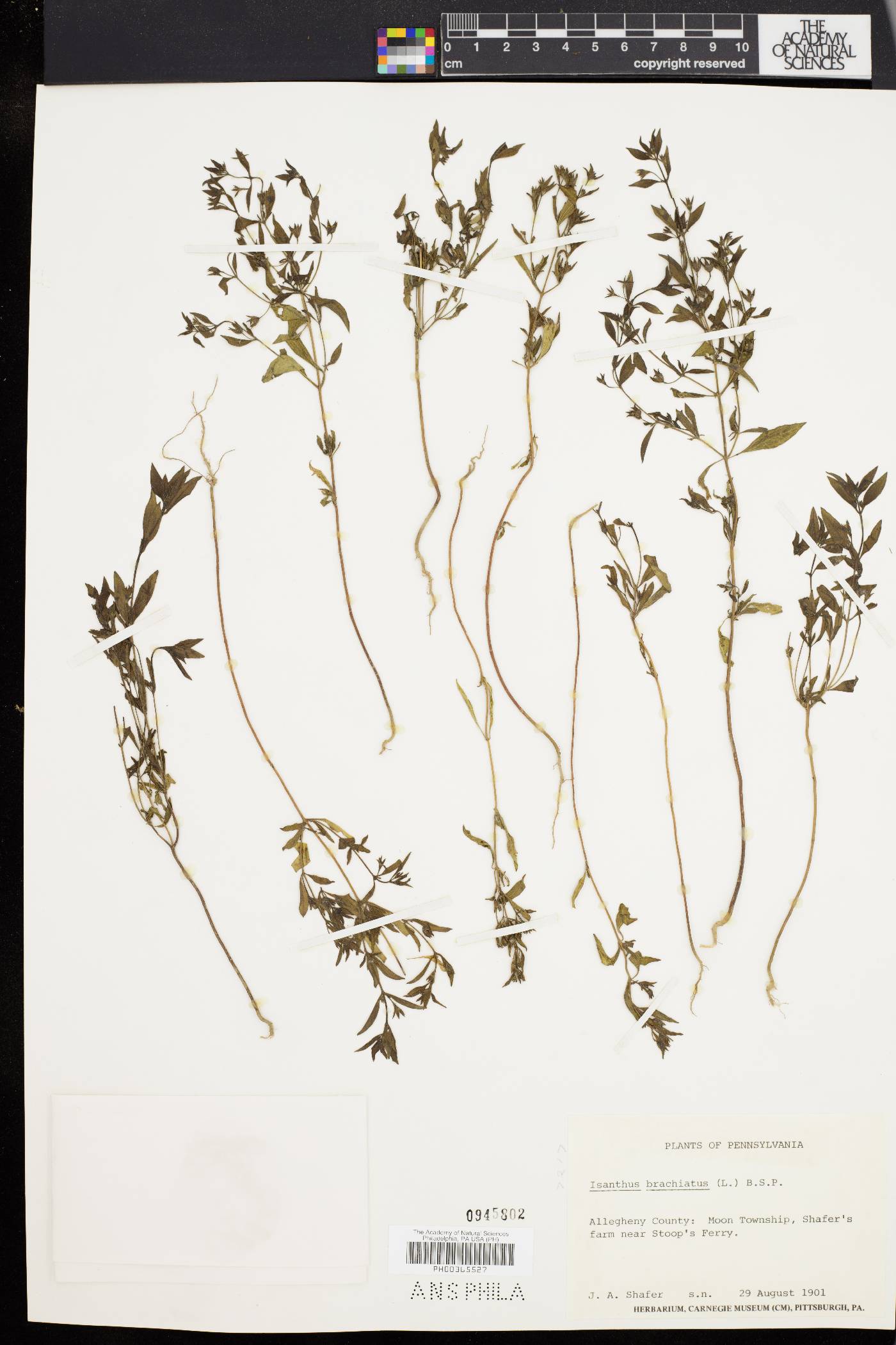 Isanthus image
