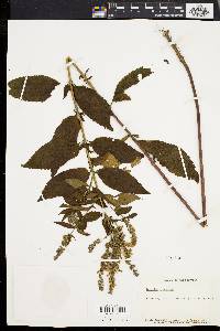 Image Associated With the Occurence