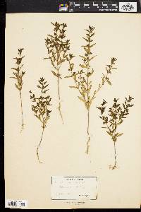 Trichostema coeruleum image