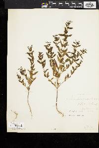 Trichostema coeruleum image