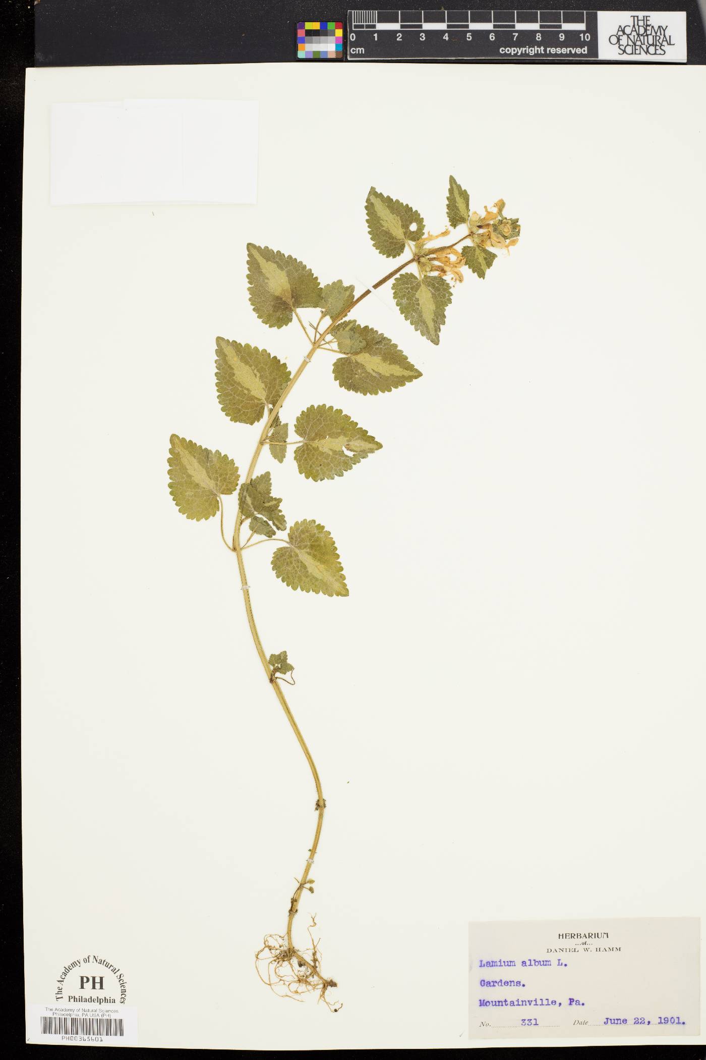 Lamium album image