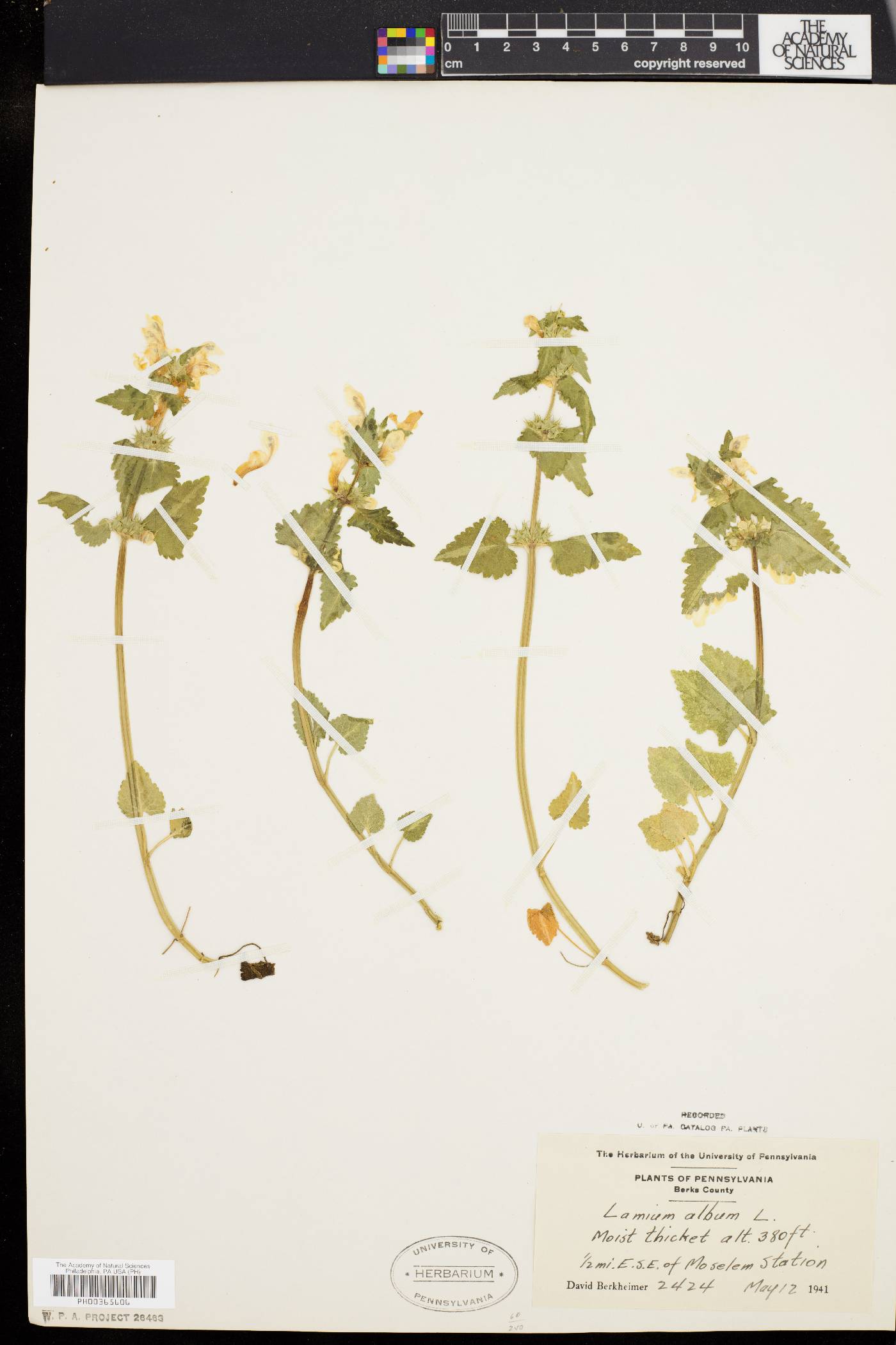 Lamium album image