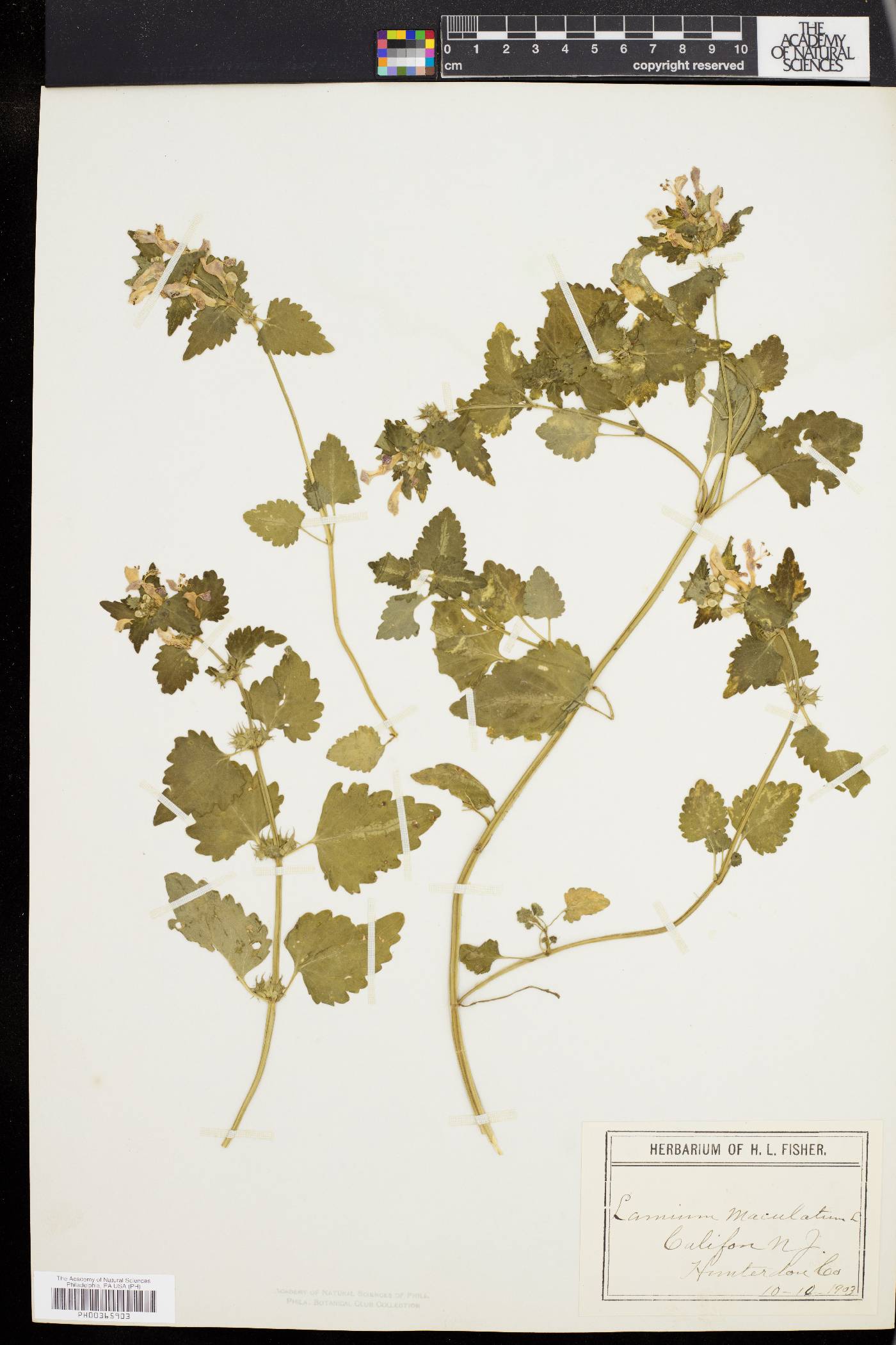 Lamium maculatum image