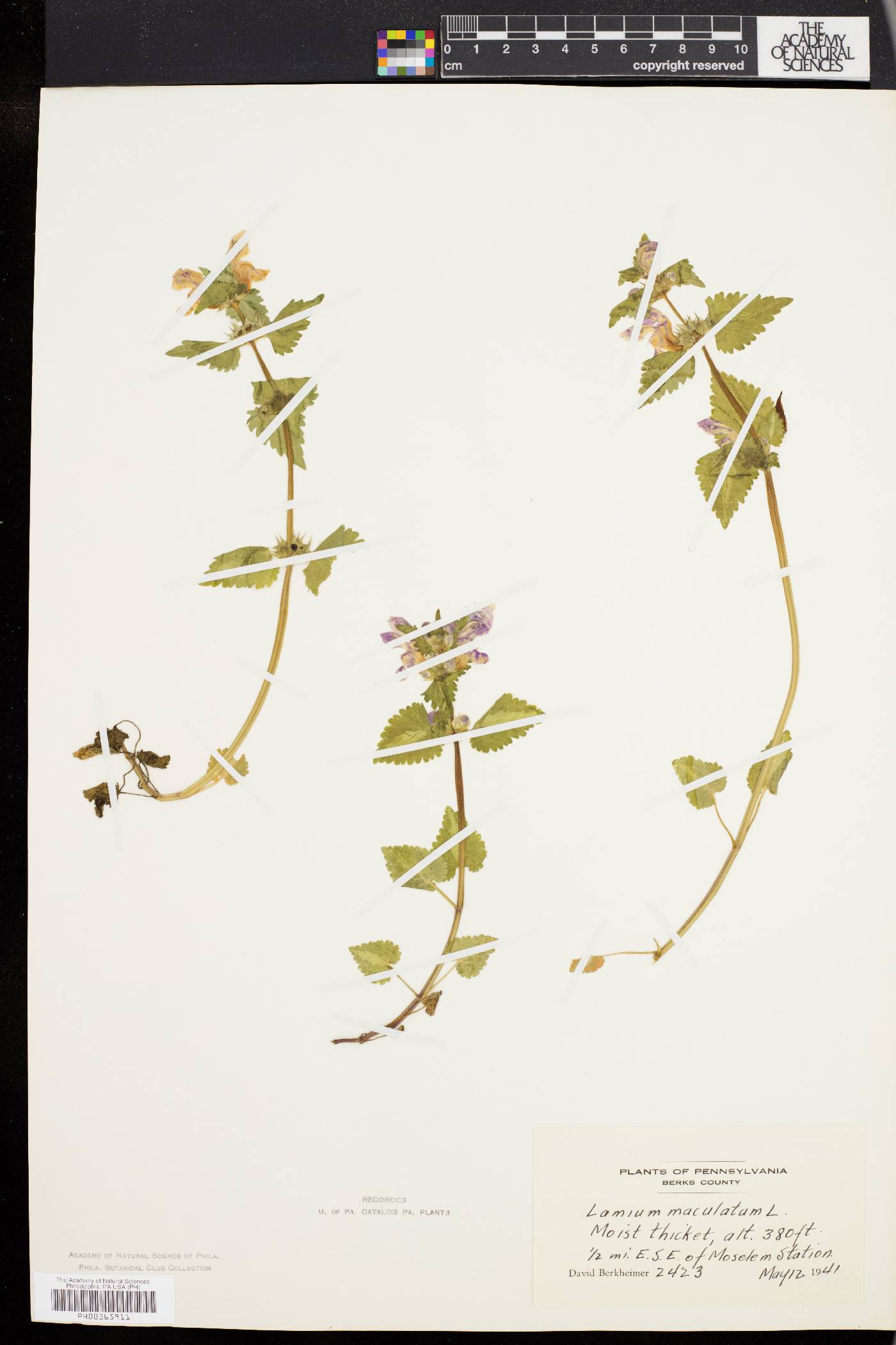 Lamium maculatum image