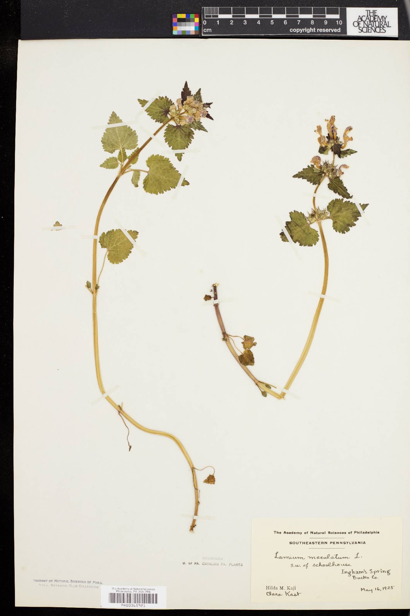Lamium maculatum image