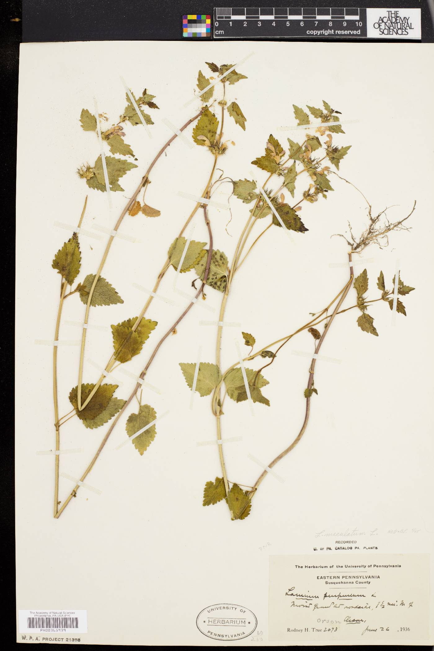 Lamium maculatum image