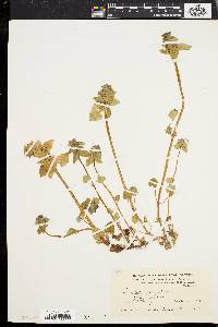 Lamium purpureum image