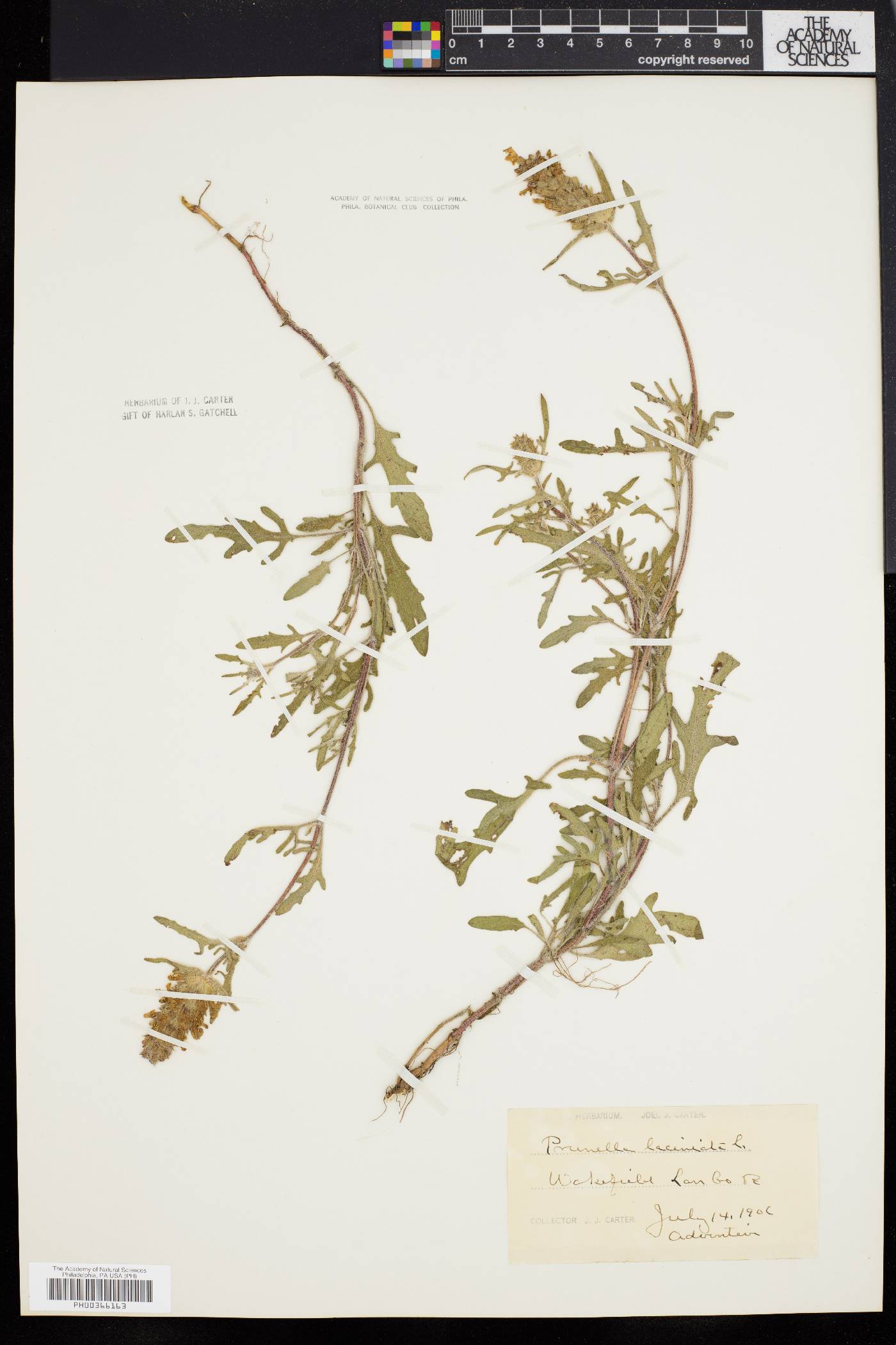 Prunella laciniata image