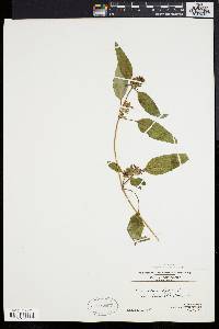 Prunella vulgaris subsp. lanceolata image