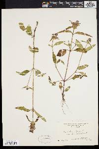 Prunella vulgaris subsp. lanceolata image