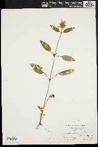 Prunella vulgaris subsp. lanceolata image