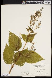 Collinsonia canadensis image