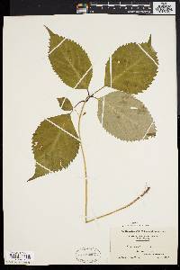 Collinsonia canadensis image