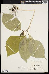 Collinsonia canadensis image