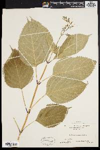 Collinsonia canadensis image