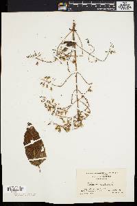 Collinsonia canadensis image