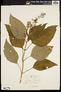 Collinsonia canadensis image