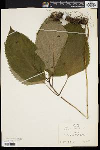 Collinsonia canadensis image