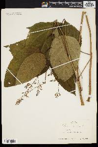 Collinsonia canadensis image