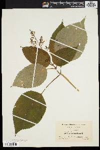 Collinsonia canadensis image