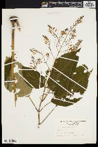 Collinsonia canadensis image