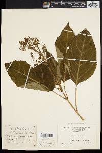 Collinsonia canadensis image