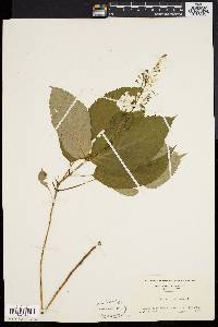 Collinsonia canadensis image