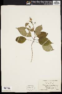 Collinsonia canadensis image