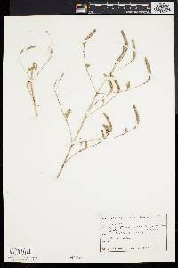 Elsholtzia ciliata image