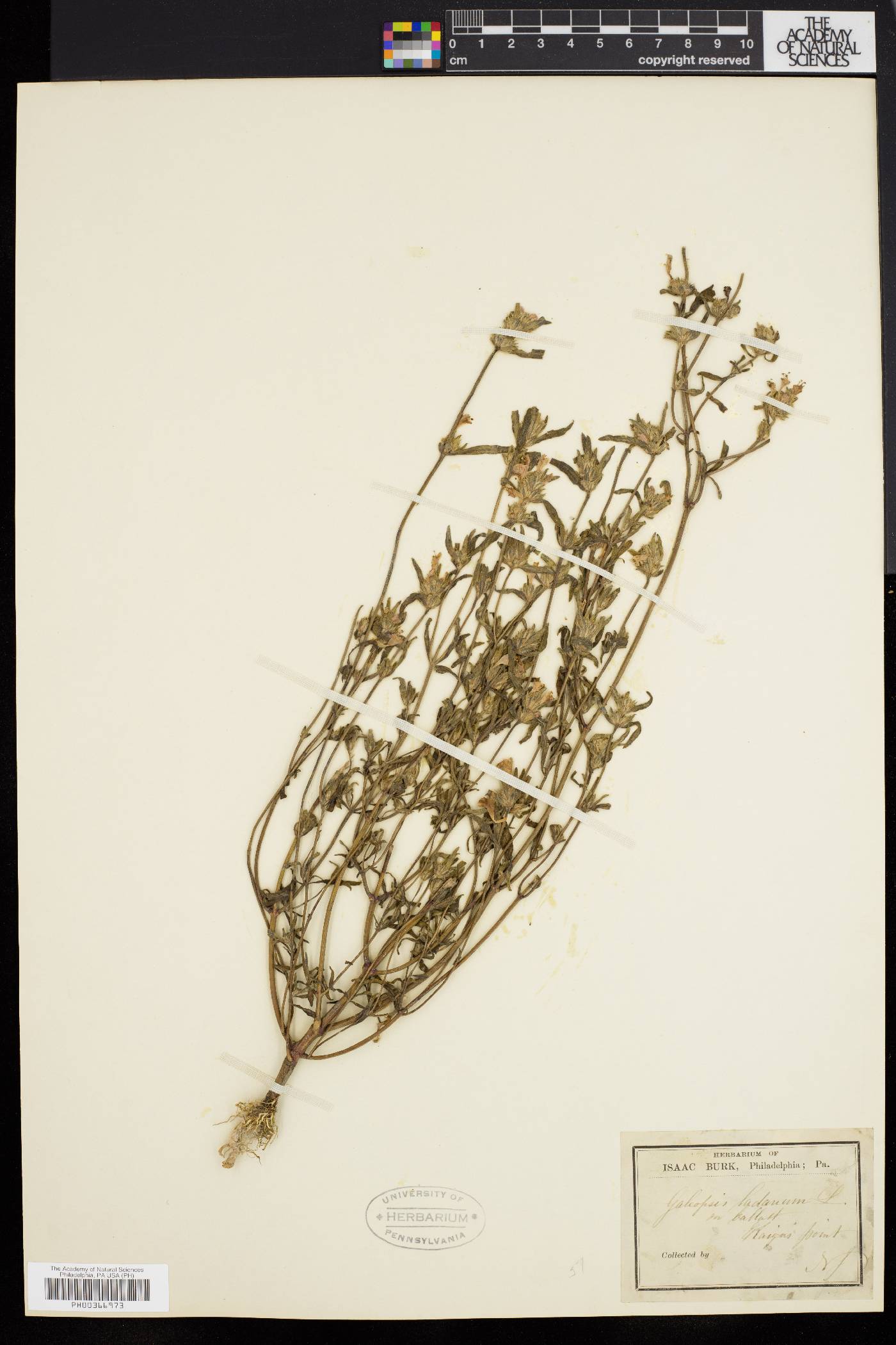 Galeopsis ladanum image