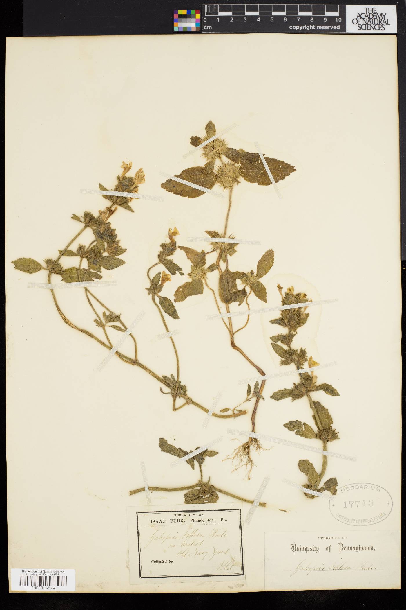 Galeopsis ladanum image