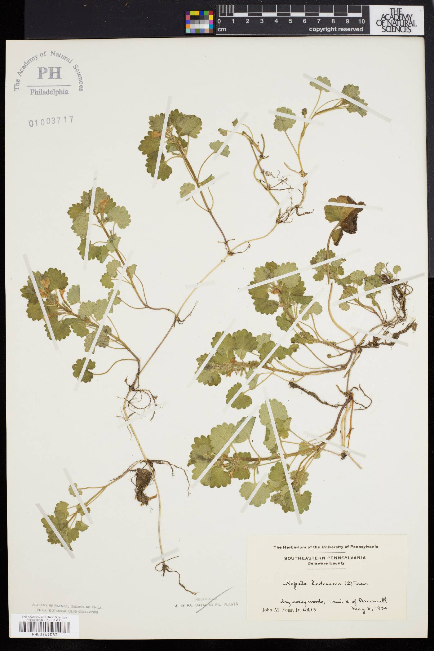 Glecoma hederacea image