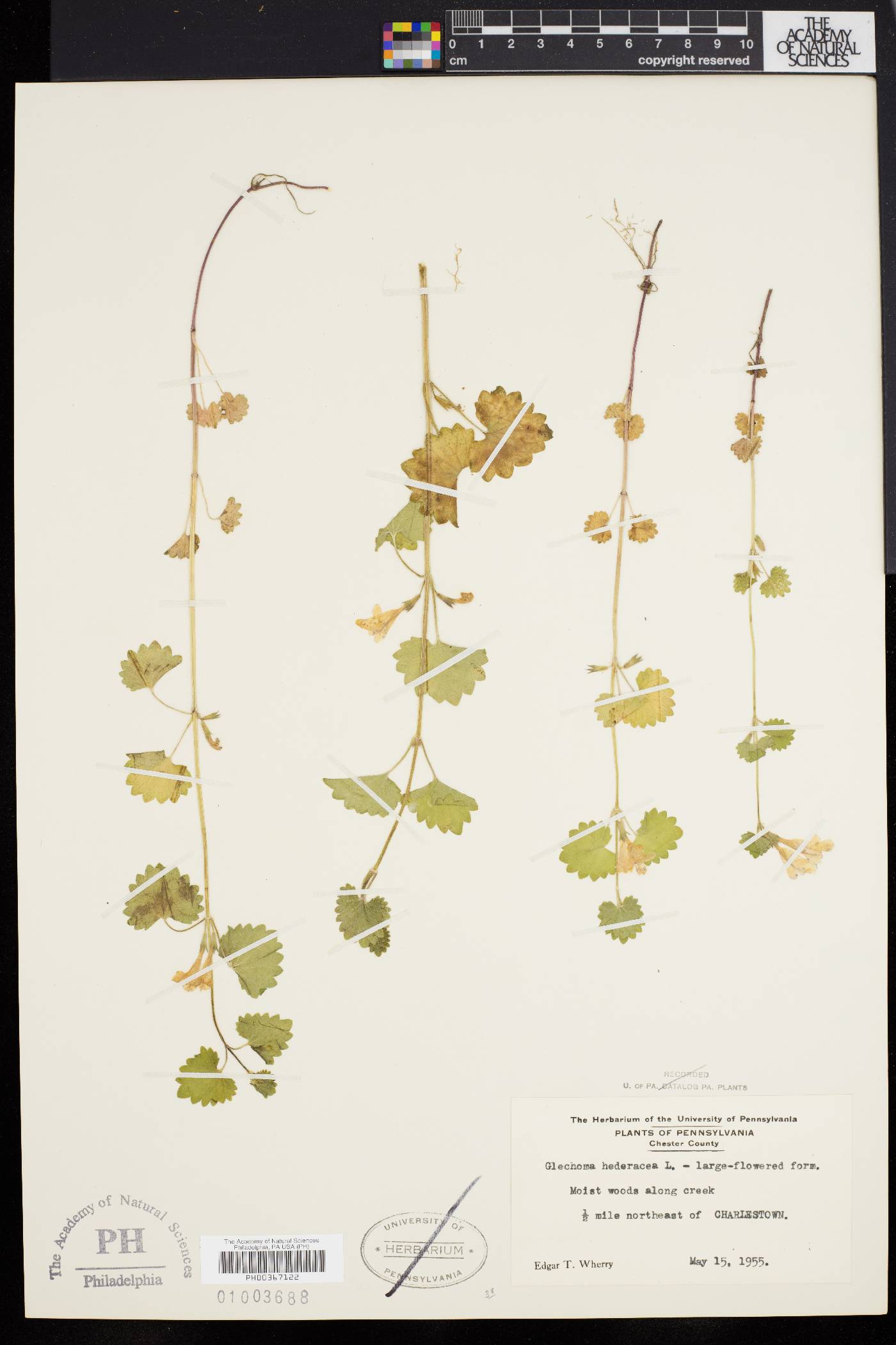 Glecoma hederacea image