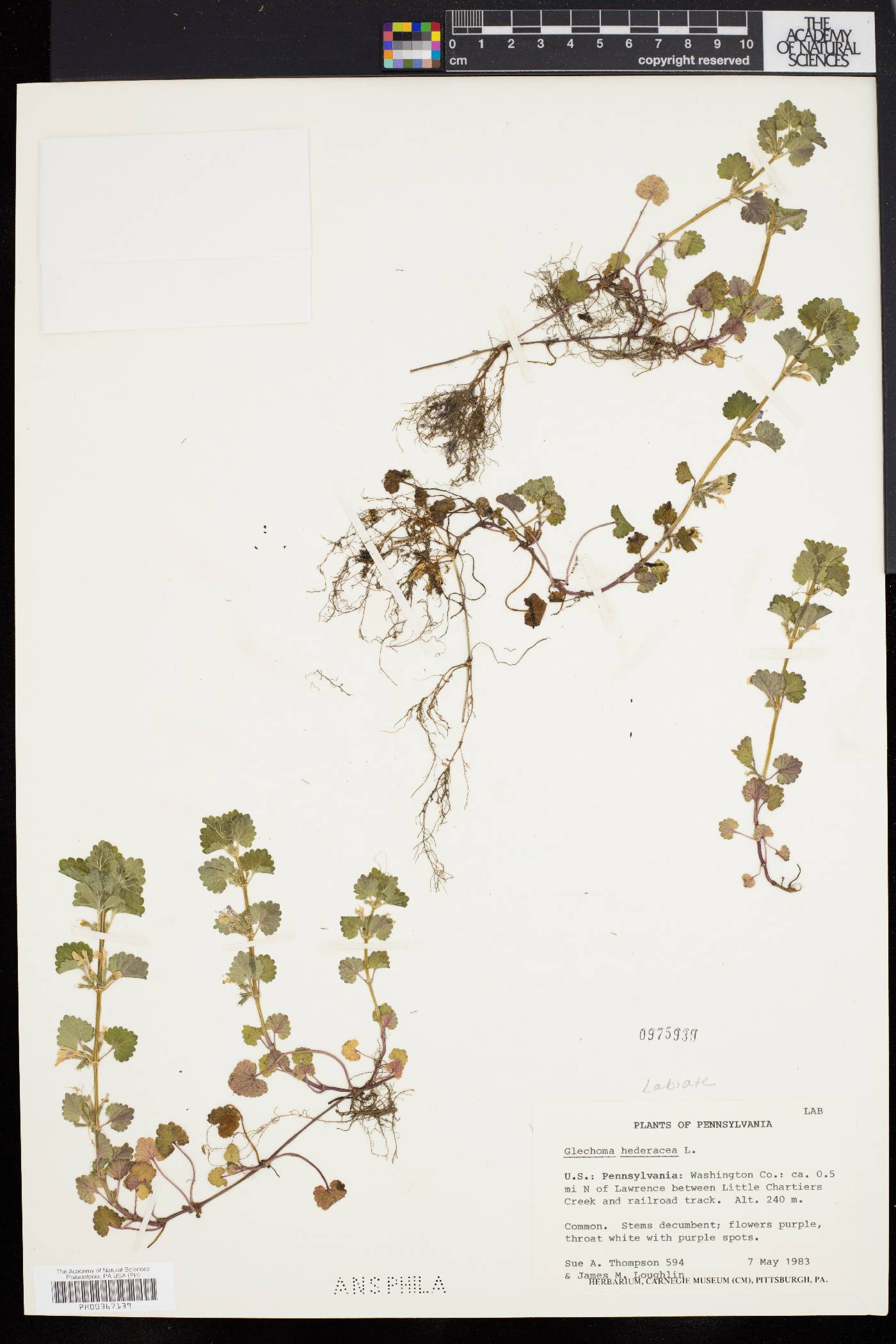 Glecoma hederacea image