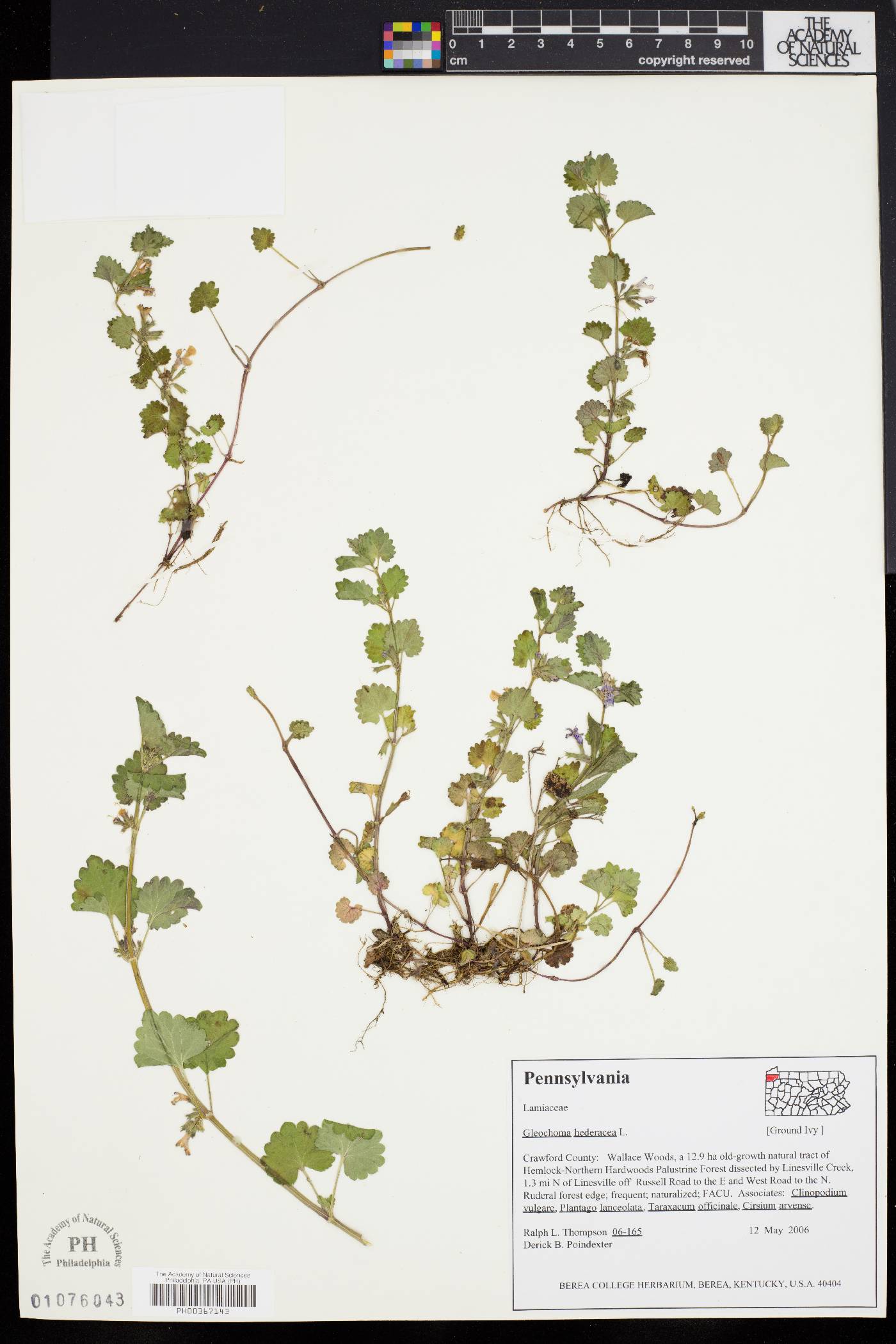 Glecoma hederacea image
