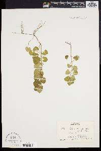 Glecoma hederacea image