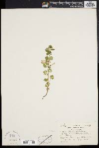 Glecoma hederacea image
