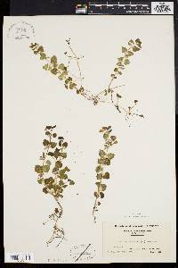 Glecoma hederacea image