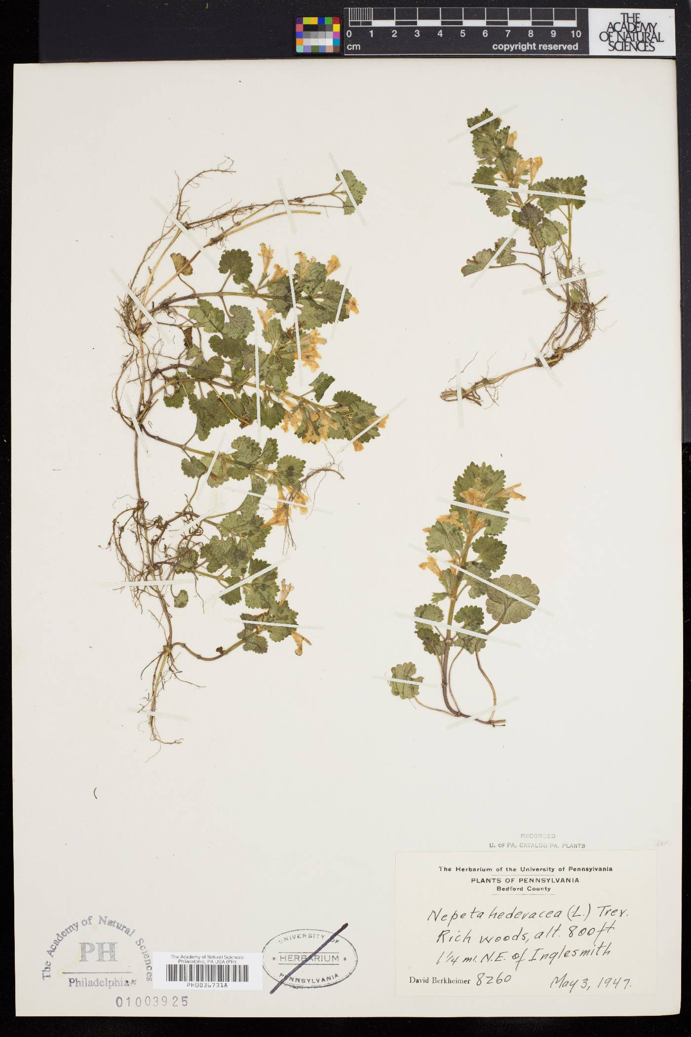 Glecoma hederacea image