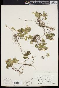 Glecoma hederacea image