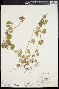Glecoma hederacea image