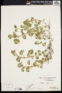 Glecoma hederacea image