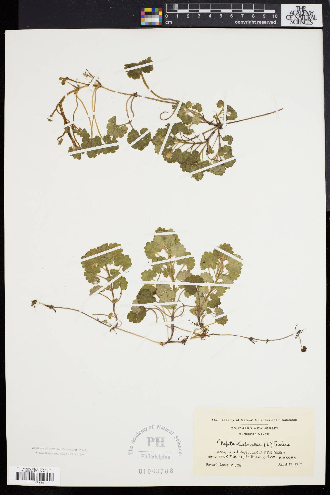 Glecoma hederacea image