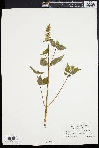 Agastache nepetoides image