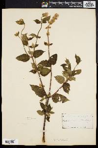 Agastache scrophulariifolia image