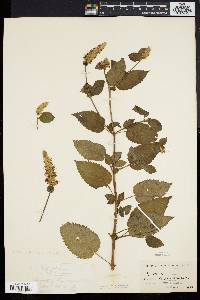 Agastache scrophulariifolia image